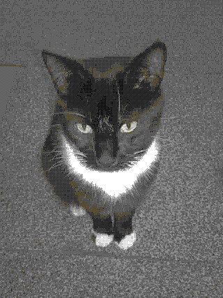 a young black and white cat