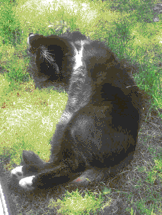 black and white cat stretched out in grass