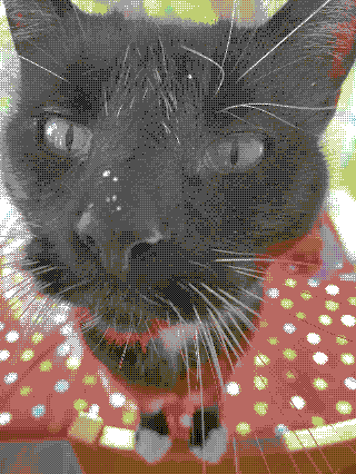 black and white cat with drops of milk on his nose