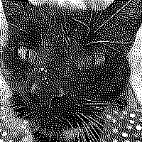 black and white photo of my cat